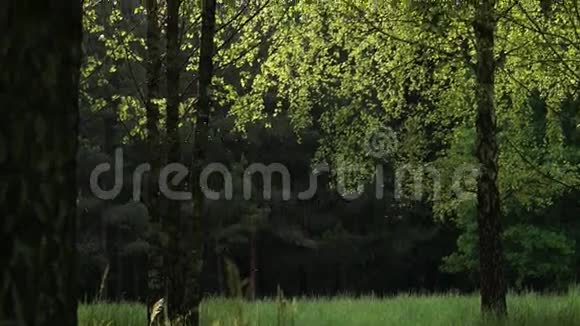 公园里的树视频的预览图
