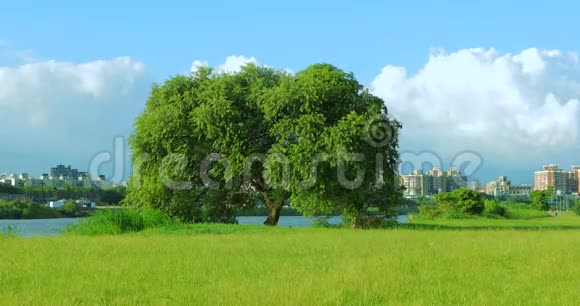台北台湾堤岸公园蓝天白云绿草如茵树木户外活动视频的预览图