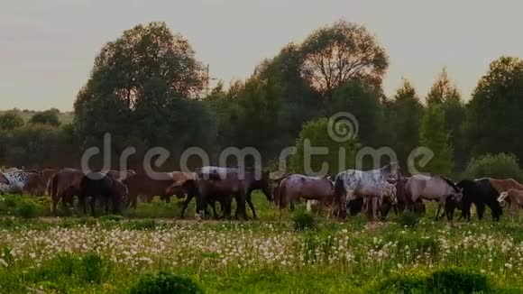 日落时在草地上放牧的马视频的预览图