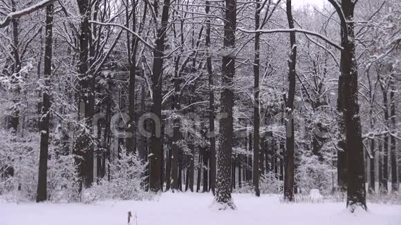 冬季白雪覆盖公园视频的预览图