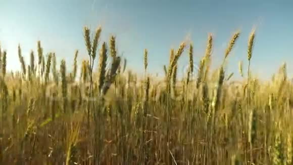 小麦穗粒摇风环保小麦成熟麦地对抗蓝色视频的预览图