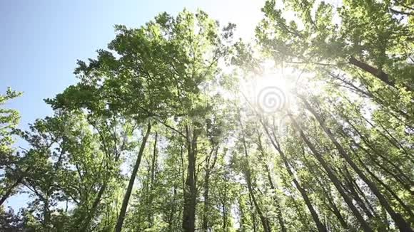 森林里的大自然视频的预览图