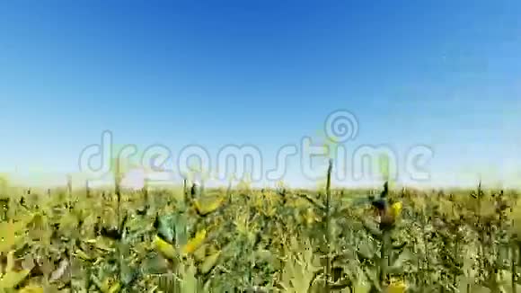 蓝天三维渲染的玉米田视频的预览图