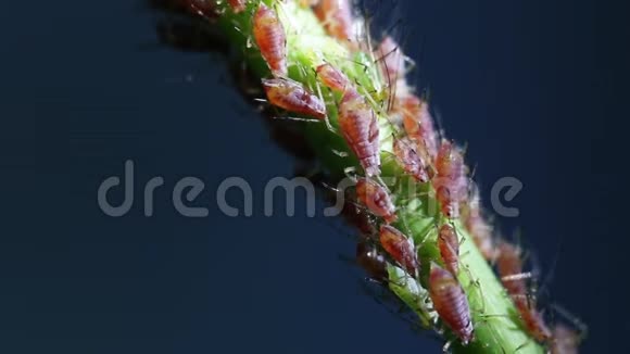 植物茎上的蚜虫视频的预览图