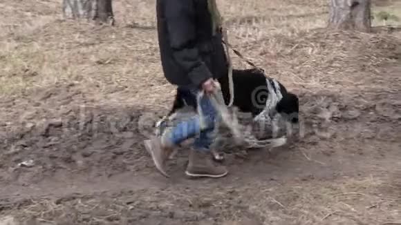 春天女孩遛一只大盲狗视频的预览图