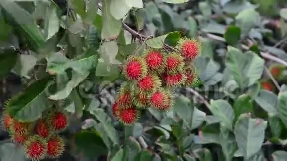 红树热带水果视频的预览图
