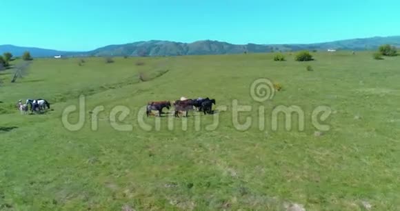 飞越山地草地上的野马群夏山野性自由生态概念视频的预览图