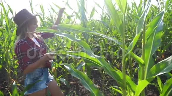 智慧农耕生活方式慢动作视频概念女孩农学家在玉米地里拿着平板电脑视频的预览图