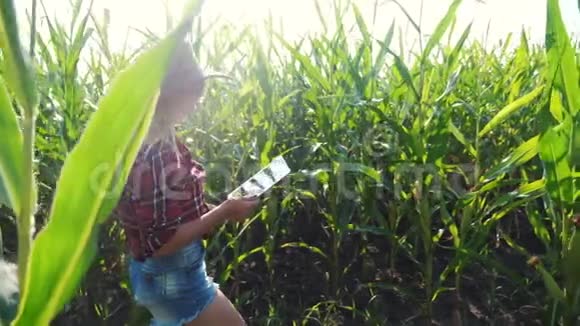 智能农业慢动作视频概念农学女持平板触摸屏电脑在玉米地里学习视频的预览图