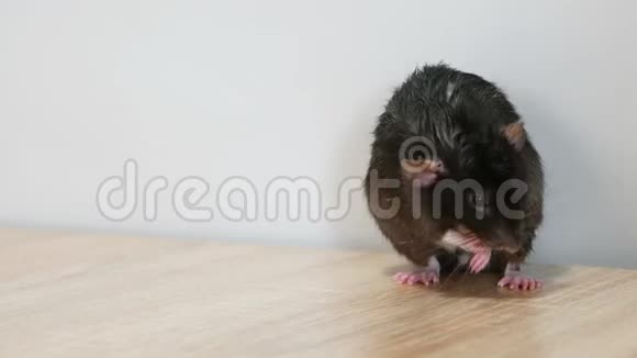 动物灰鼠视频的预览图