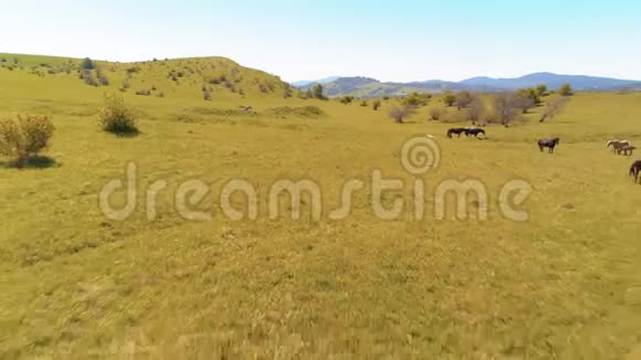 飞越山地草地上的野马群夏山野性自由生态概念视频的预览图