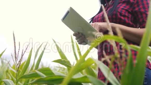 智慧生态农业养殖理念农民女孩的生活方式植物研究员使用和触摸平板电脑同时检查视频的预览图