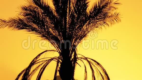日落时的棕榈树太阳与山脉背景下的外来棕榈树剪影视频的预览图