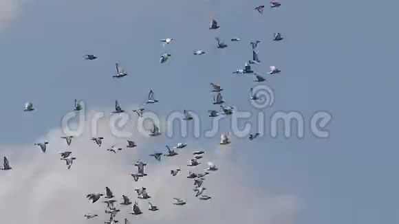 赛鸽鸟在蓝天的映衬下飞翔视频的预览图