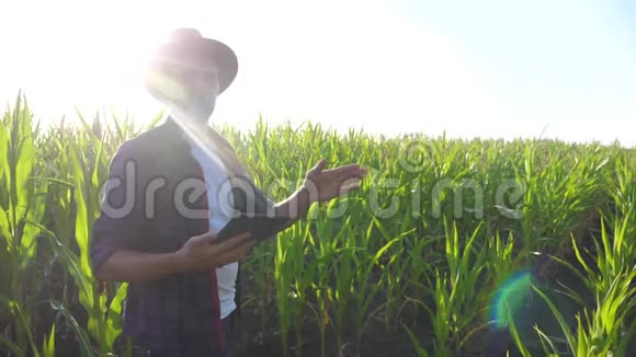 智慧农耕生活方式慢动作视频概念农学家在玉米地里拿着平板电脑视频的预览图