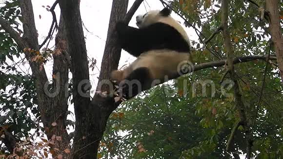 大熊猫宝宝视频的预览图