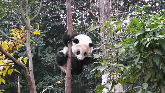 大熊猫宝宝视频的预览图