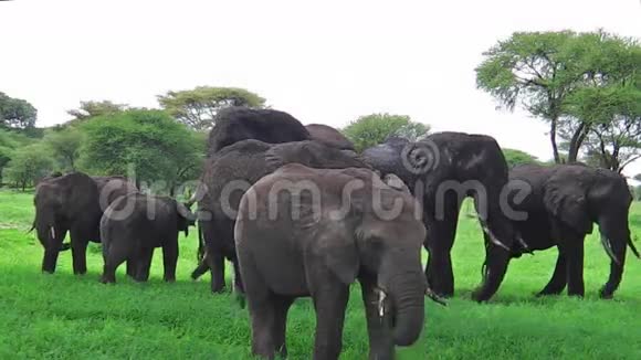 非洲象群视频的预览图