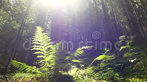 阳光林植树视频的预览图