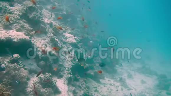 潜水埃及红海鱼类和珊瑚视频的预览图