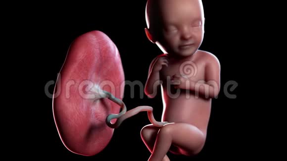 人类胎儿第33周视频的预览图