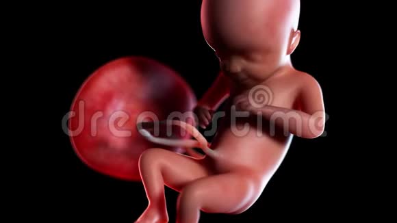 人类胎儿第21周视频的预览图