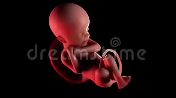 人类胎儿第24周视频的预览图