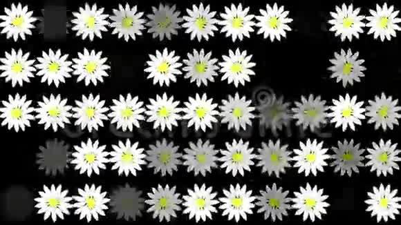 一排排黑色的白色花朵视频的预览图