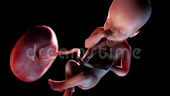 人类胎儿第25周视频的预览图