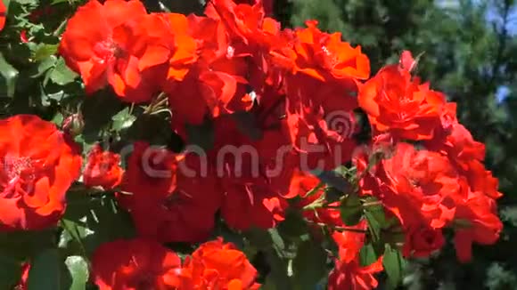 花园红玫瑰盛开视频的预览图