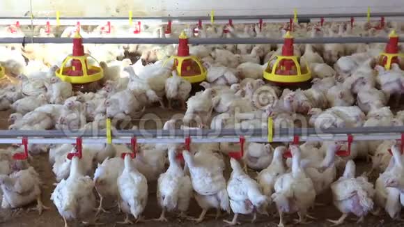 家禽农场饲养鸡视频的预览图