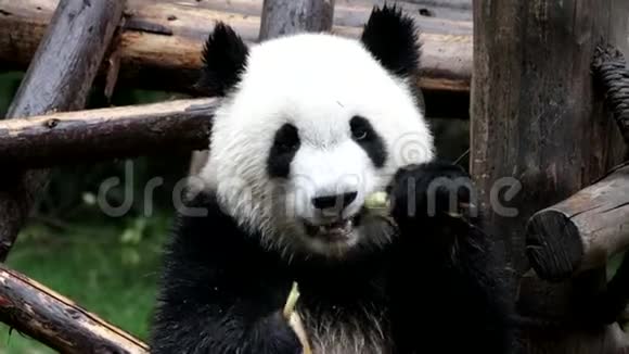 可爱的熊猫幼崽正在吃竹子中国视频的预览图