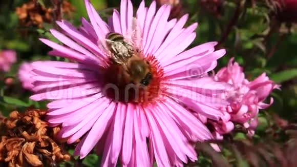 蜜蜂坐在星号上采集花蜜视频的预览图