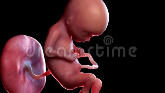 人类胎儿第17周视频的预览图