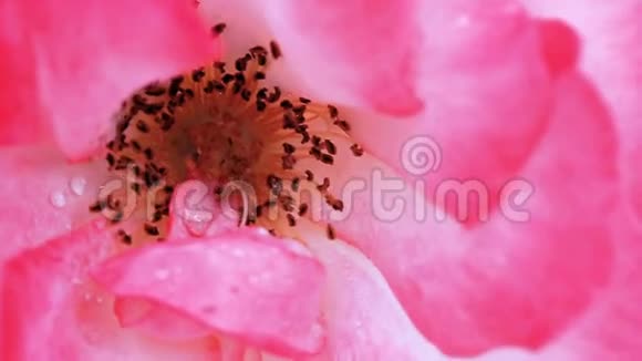 粉红色玫瑰与水滴隔离在绿色背景上视频的预览图