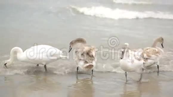 天鹅冬海候鸟视频的预览图