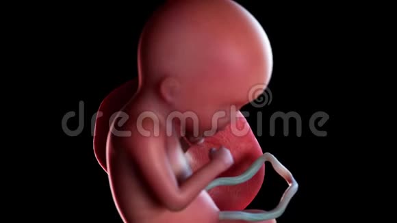 人类胎儿第18周视频的预览图