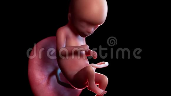 人类胎儿第16周视频的预览图
