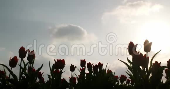 荷兰农业养殖田的郁金香视频的预览图
