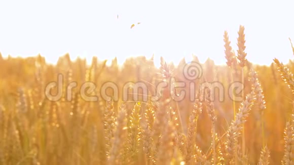 有成熟小麦小穗的麦田视频的预览图