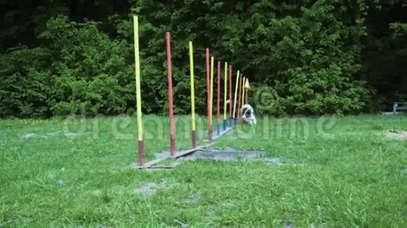 宠物比赛动物敏捷性比赛与狗跑和做回转慢动作序列视频的预览图