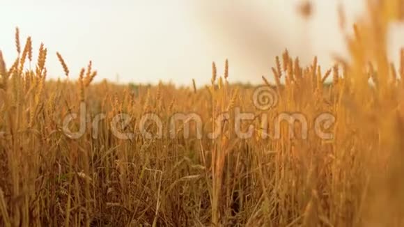成熟小麦小穗的麦田视频的预览图