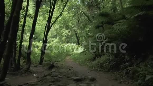 夏季热带雨林在最大的公园之一巴统佐治亚州视频的预览图