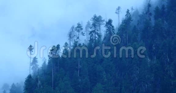 清晨4k山雾上升雾树博米县西藏视频的预览图
