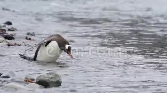 企鹅在海滩上视频的预览图