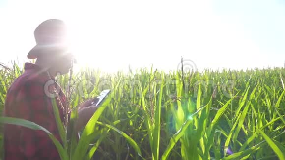 智慧农耕理念慢动作生活方式视频农学家在玉米地里拿着平板电脑视频的预览图