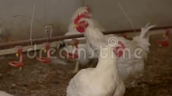 母鸡和公鸡视频的预览图
