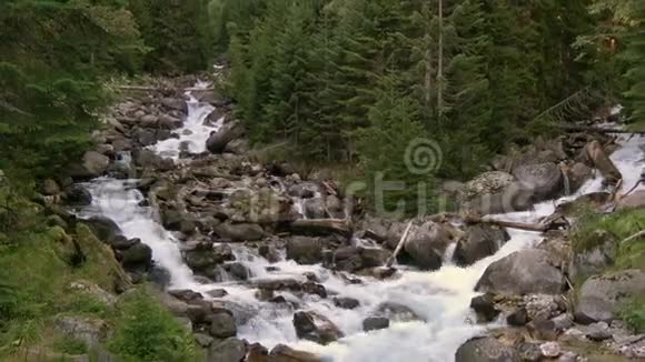 俄罗斯高加索多巴伊国家公园森林中的河流景观视频的预览图