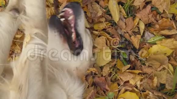 狗种金毛猎犬视频的预览图
