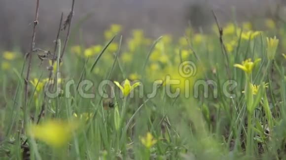 美丽的黄花视频的预览图